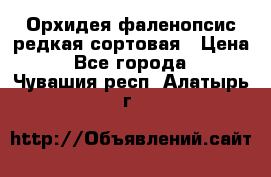 Орхидея фаленопсис редкая сортовая › Цена ­ 800 - Все города  »    . Чувашия респ.,Алатырь г.